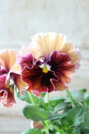 画像3: Fee des neiges~Bonne Soiree~ "フェデネージュ ~ボンソワレ~" No.38