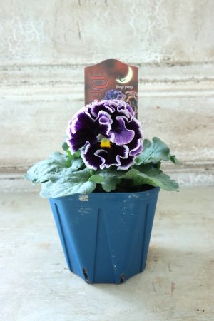 画像5: Fringe Panzy〜Doracula・ドラキュラ〜 No.44