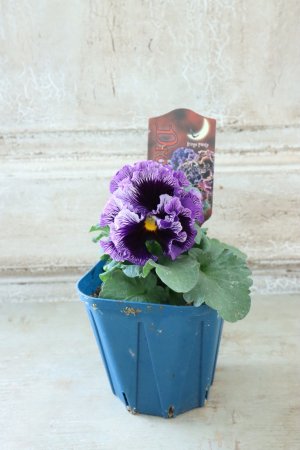 画像5: Fringe Panzy〜Doracula・ドラキュラ〜 No.51