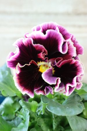 画像3: Fringe Panzy〜Doracula・ドラキュラ〜 No.43