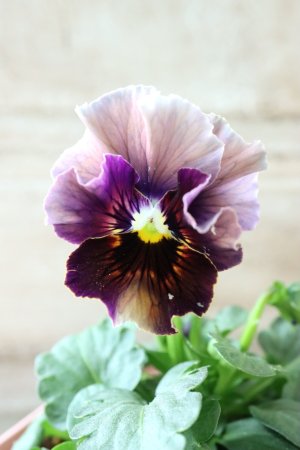 画像2: Fee des neiges~Bonne Soiree~ "フェデネージュ ~ボンソワレ~" No.21