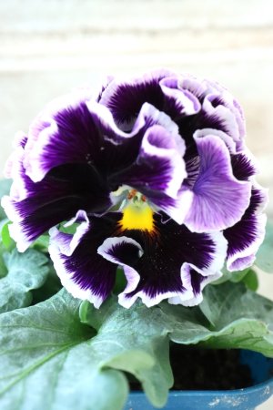 画像3: Fringe Panzy〜Doracula・ドラキュラ〜 No.44