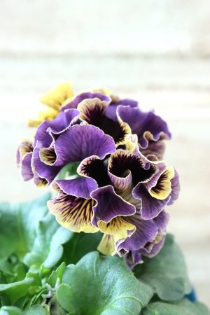 画像4: Fringe Panzy〜Doracula・ドラキュラ〜 No.42