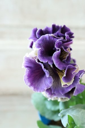 画像4: Fringe Panzy〜Doracula・ドラキュラ〜 No.77