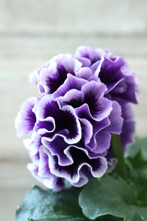 画像4: Fringe Panzy〜Doracula・ドラキュラ〜 No.52