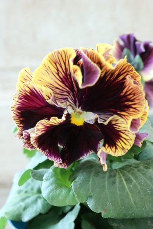 画像1: Fringe Panzy〜Doracula・ドラキュラ〜 No.76