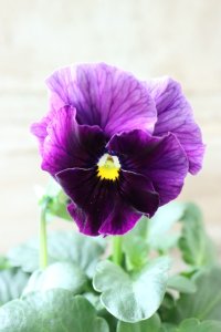 Fee des neiges~Bonne Soiree~ "フェデネージュ ~ボンソワレ~" No.20