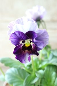 Fee des neiges~Bonne Soiree~ "フェデネージュ ~ボンソワレ~" No.36