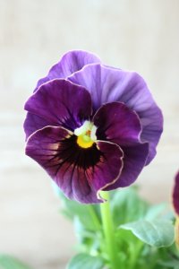 Fee des neiges~Bonne Soiree~ "フェデネージュ ~ボンソワレ~" No.10