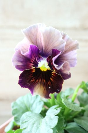 画像3: Fee des neiges~Bonne Soiree~ "フェデネージュ ~ボンソワレ~" No.21