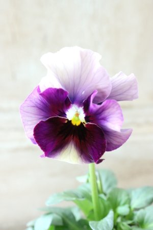 画像1: Fee des neiges~Bonne Soiree~ "フェデネージュ ~ボンソワレ~" No.25