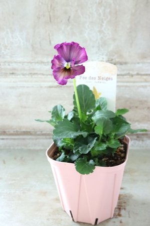 画像4: Fee des neiges~Lumiere~ "フェデネージュ ~ルミエール~" No.14