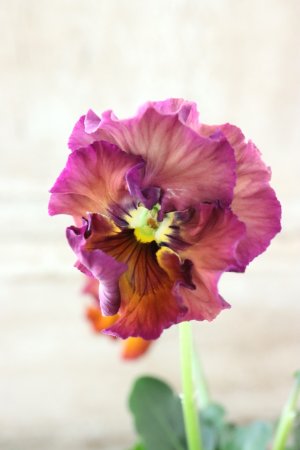 画像2: Fee des neiges~Lumiere~ "フェデネージュ ~ルミエール~" No.13