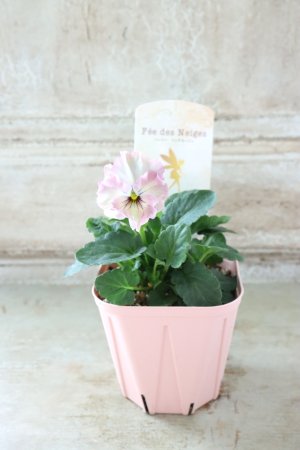 画像4: Fee des neiges~Lumiere~ "フェデネージュ ~ルミエール~" No.12