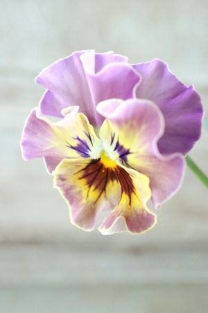 画像3: Fee des neiges~Bonne Soiree~ "フェデネージュ ~ボンソワレ~" No.48