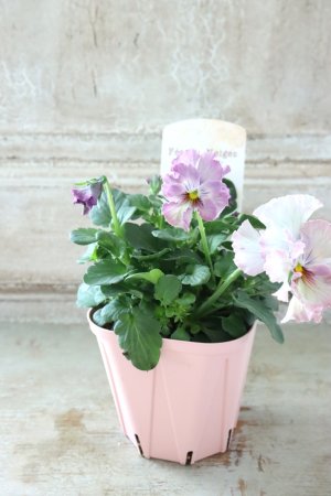 画像5: Fee des neiges~Lumiere~ "フェデネージュ ~ルミエール~" No.20