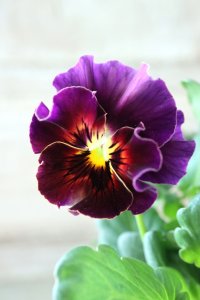 Fee des neiges~Bonne Soiree~ "フェデネージュ ~ボンソワレ~" No.42