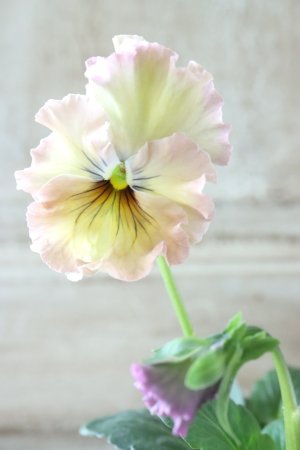 画像1: Fee des neiges~Lumiere~ "フェデネージュ ~ルミエール~" No.29