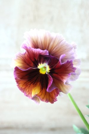 画像2: Fee des neiges~Bonne Soiree~ "フェデネージュ ~ボンソワレ~" No.69