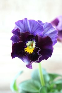 Fee des neiges~Bonne Soiree~ "フェデネージュ ~ボンソワレ~" No.68