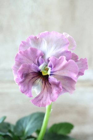 画像2: Fee des neiges~Lumiere~ "フェデネージュ ~ルミエール~" No.4