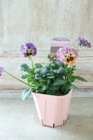 画像4: Fee des neiges~Bonne Soiree~ "フェデネージュ ~ボンソワレ~" No.48