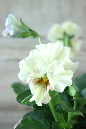 画像1: Fee des neiges~Lumiere~ "フェデネージュ ~ルミエール~" No.3