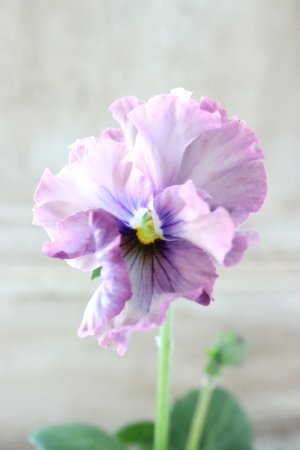 画像3: Fee des neiges~Lumiere~ "フェデネージュ ~ルミエール~" No.21