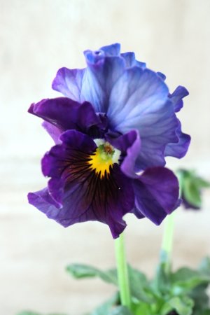 画像4: Fee des neiges~Bonne Soiree~ "フェデネージュ ~ボンソワレ~" No.50