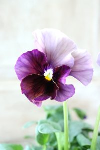 Fee des neiges~Bonne Soiree~ "フェデネージュ ~ボンソワレ~" No.71