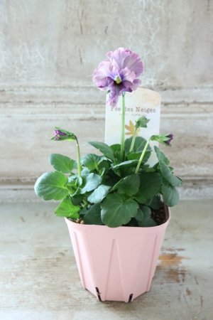 画像4: Fee des neiges~Lumiere~ "フェデネージュ ~ルミエール~" No.21