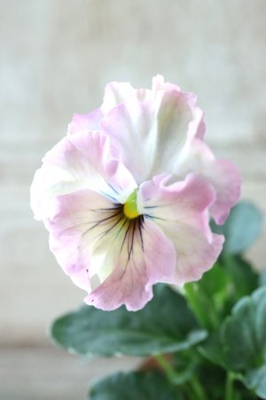 画像3: Fee des neiges~Lumiere~ "フェデネージュ ~ルミエール~" No.12