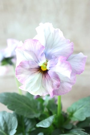 画像3: Fee des neiges~Lumiere~ "フェデネージュ ~ルミエール~" No.17