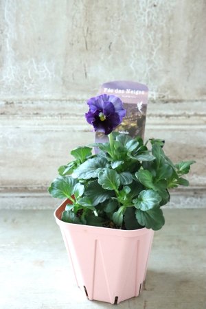 画像4: Fee des neiges~Bonne Soiree~ "フェデネージュ ~ボンソワレ~" No.62