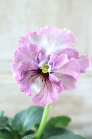 画像1: Fee des neiges~Lumiere~ "フェデネージュ ~ルミエール~" No.4