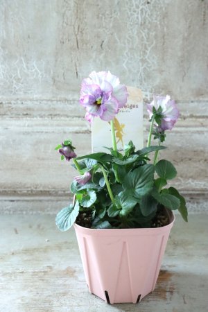 画像4: Fee des neiges~Lumiere~ "フェデネージュ ~ルミエール~" No.32