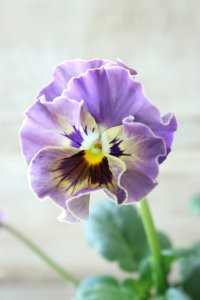 Fee des neiges~Bonne Soiree~ "フェデネージュ ~ボンソワレ~" No.48