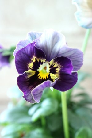 画像2: Fee des neiges~Bonne Soiree~ "フェデネージュ ~ボンソワレ~" No.53