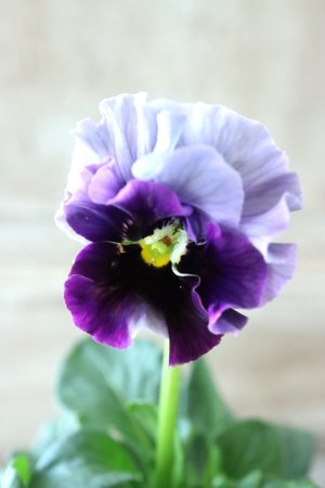 画像1: Fee des neiges~Bonne Soiree~ "フェデネージュ ~ボンソワレ~" No.61