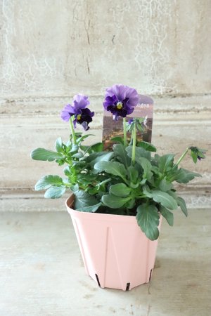 画像4: Fee des neiges~Bonne Soiree~ "フェデネージュ ~ボンソワレ~" No.45