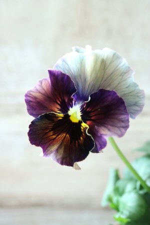 画像1: Fee des neiges~Bonne Soiree~ "フェデネージュ ~ボンソワレ~" No.51