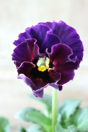 画像2: Fee des neiges~Bonne Soiree~ "フェデネージュ ~ボンソワレ~" No.70