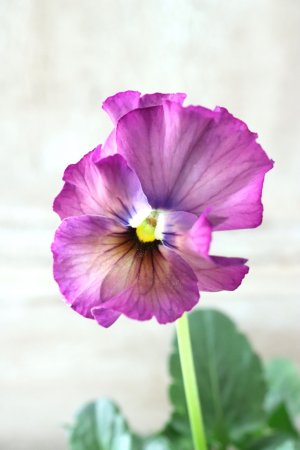 画像2: Fee des neiges~Lumiere~ "フェデネージュ ~ルミエール~" No.14