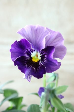 画像2: Fee des neiges~Bonne Soiree~ "フェデネージュ ~ボンソワレ~" No.45