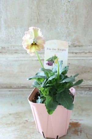 画像4: Fee des neiges~Lumiere~ "フェデネージュ ~ルミエール~" No.29