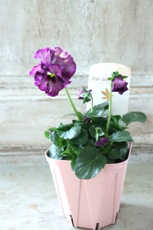 画像4: Fee des neiges~Lumiere~ "フェデネージュ ~ルミエール~" No.36