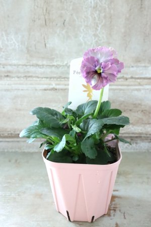 画像4: Fee des neiges~Lumiere~ "フェデネージュ ~ルミエール~" No.4