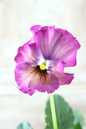 画像1: Fee des neiges~Lumiere~ "フェデネージュ ~ルミエール~" No.14