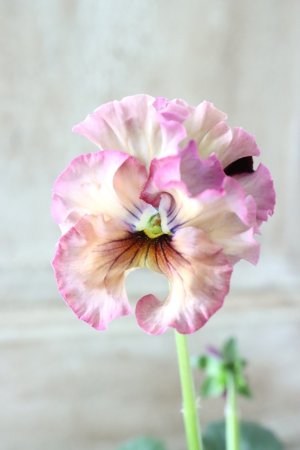 画像2: Fee des neiges~Lumiere~ "フェデネージュ ~ルミエール~" No.35