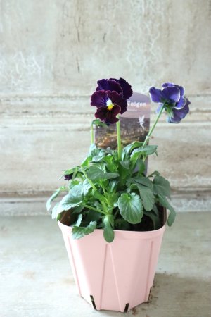 画像5: Fee des neiges~Bonne Soiree~ "フェデネージュ ~ボンソワレ~" No.54